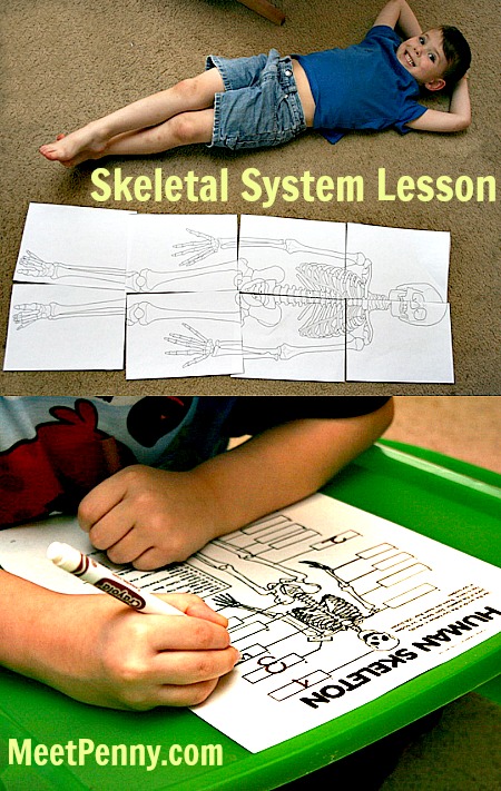 skeletal system lesson plan