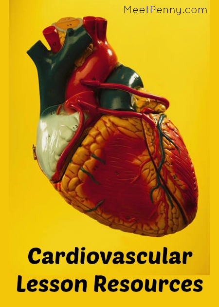 Cardiovascular lesson resources, great for elementary science