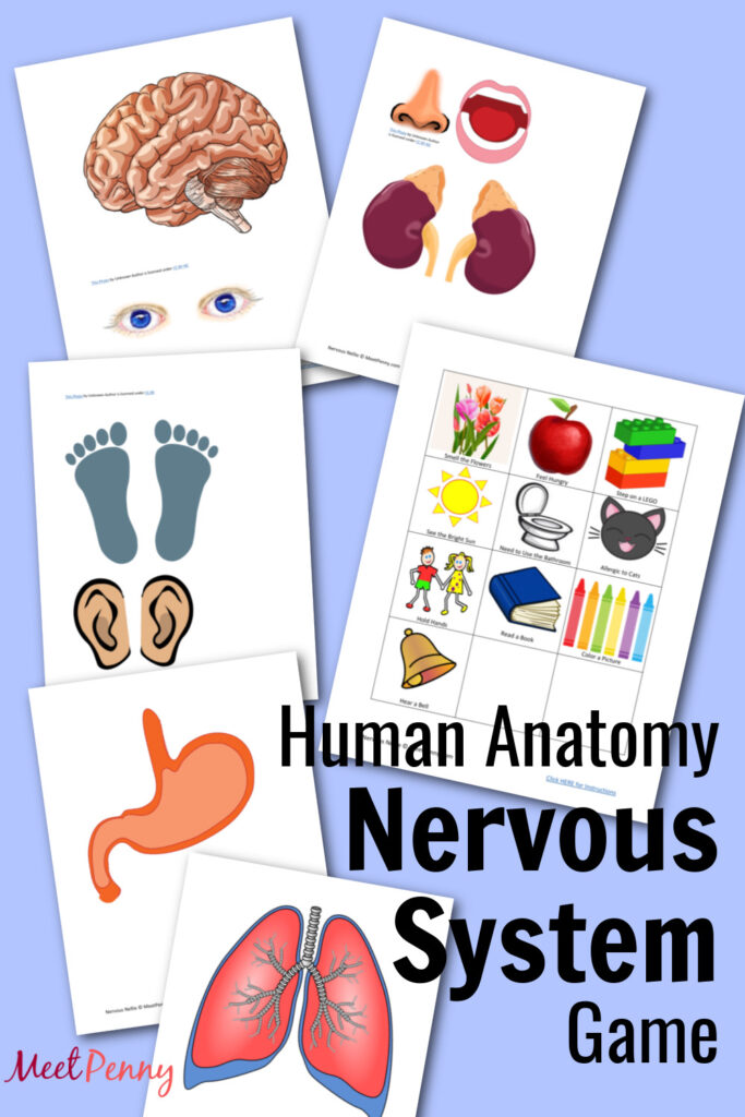 Teaching the Nervous System with the Nervous Nellie Game from MeetPenny