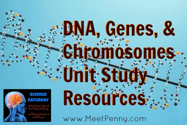 Unit Study & Lesson Helps for studying DNA, genetics, and chromosomes
