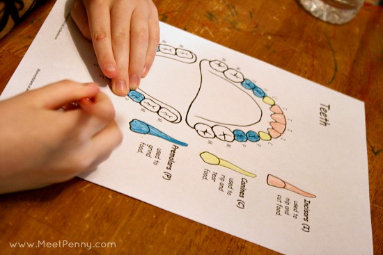 healthy teeth lesson plan with printables and list of other resources.
