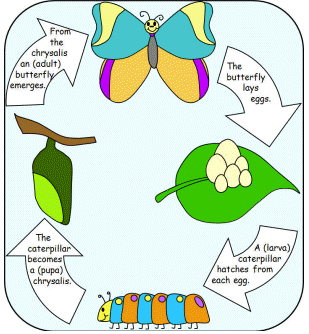 butterfly life cycle craft